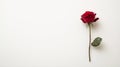 Single red rose on white background, minimalist floral concept Royalty Free Stock Photo