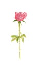Single red rose on white background, watercolor illustrator
