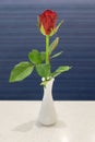 Single red rose in white ceramic vase on white table.