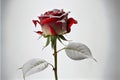 a single red rose with white petals and a green stem with a white background with a white spot in the middle Royalty Free Stock Photo