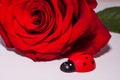 A single red rose with a wooden lady bird Royalty Free Stock Photo