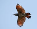 Single red-shafted Northern Flicker (Colaptes auratus) in flight from below Royalty Free Stock Photo