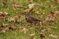 Single red-shafted Northern Flicker in the grass with fallen leaves