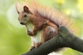 Single Red Squirrel on a tree branch in a forest