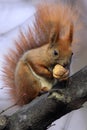 Single Red Squirrel on a tree branch in Poland forest during a s