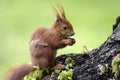 Single Red Squirrel on a tree branch in Poland forest during a spring period