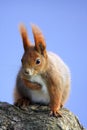 Single Red Squirrel on a tree branch in Poland forest during a spring period Royalty Free Stock Photo