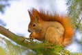 Single Red Squirrel on a tree branch in Poland forest during a spring period Royalty Free Stock Photo