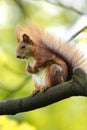 Single Red Squirrel on a tree branch in spring season