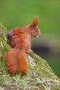 Single Red squirrel on a tree branch during a spring period
