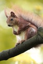 Single Red Squirrel on a tree branch in spring season