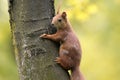 Single Red Squirrel on a tree branch in spring season