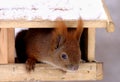 Single Red Squirrel on a tree feeding box in Poland forest during a spring period