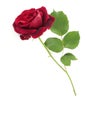 Single Red Stem Rose White Background