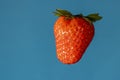 Single red strawberry against a blue background