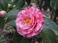 Single red streaked white flower of Camellia japonica