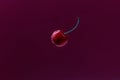 Closeup of a single fresh big red cherry, isoaletd on a violet background. Copy space. Royalty Free Stock Photo