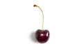 Red sweet cherry isolated on white background Royalty Free Stock Photo