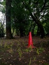 Single red traffic cone in a deep forest