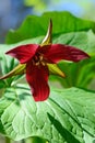 Single Red Trillium Blossom Royalty Free Stock Photo