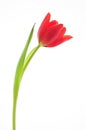 Single red tulip Royalty Free Stock Photo