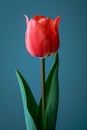 Single Red Tulip Against a Blue Background Royalty Free Stock Photo