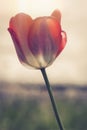 Single Red Tulip