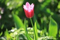 Single red tulip in blossoming between the grass. The first flowers in spring after hibernation in city garden Royalty Free Stock Photo