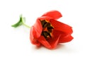 Single red tulip close-up Royalty Free Stock Photo