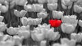 Single red tulip in field colorless