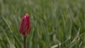 A single red tulip in a field of green grass Royalty Free Stock Photo