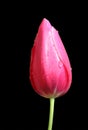 Single red tulip flower Royalty Free Stock Photo