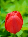 Single red tulip flower on green background Royalty Free Stock Photo