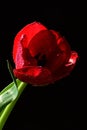 Single red tulip flower, green leaves and drops of water visible on black background Royalty Free Stock Photo