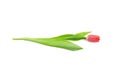 Single red tulip flower isolated on white background Royalty Free Stock Photo