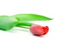 Single red tulip flower isolated on white background Royalty Free Stock Photo