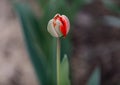 Single red tulip flower. One red tulip flower on green background. Royalty Free Stock Photo