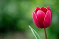 A single red tulip with a green background Royalty Free Stock Photo