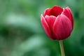 A single red tulip with a green background Royalty Free Stock Photo