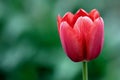 A single red tulip with a green background Royalty Free Stock Photo