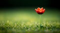 Single Red Tulip in Green Grass Royalty Free Stock Photo
