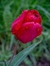 Single red tulip on green Royalty Free Stock Photo