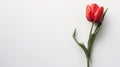 Single red tulip with green leaves on a plain background, showcasing its vibrant color and elegant simplicity Royalty Free Stock Photo