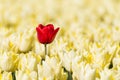 A single red tulip growing in a field full of yellow tulips Royalty Free Stock Photo