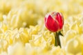 A single red tulip growing in a field full of yellow tulips Royalty Free Stock Photo