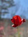 Red tulip is a blossom of hope as spring approaches