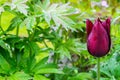 Single red tulipa flower close-up on green leafs background with placeholder Royalty Free Stock Photo