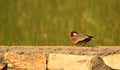 Single red wattled lapwing bird Royalty Free Stock Photo