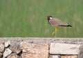Single red wattled lapwing bird Royalty Free Stock Photo