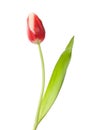 Single red-white closed tulip Royalty Free Stock Photo